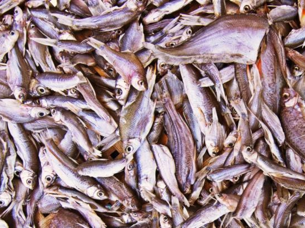 Ăn cá khô khi mang thai có sao không?